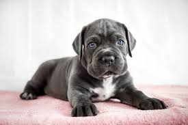 Was kostet ein Cane-Corso-Welpe heutzutage?